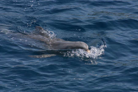 Delphinの写真素材