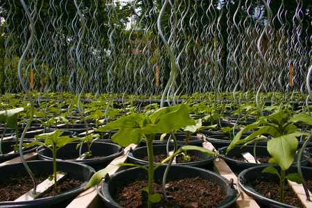 Urban Vegetable Gardenの写真素材