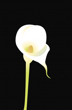 A vector cartoon representing a calla flower isolated on blackのイラスト素材
