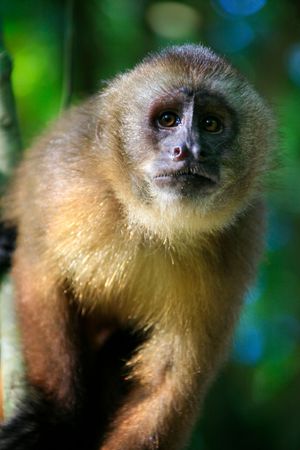 Capuchin Monkey