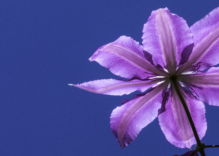 Clematisの写真素材