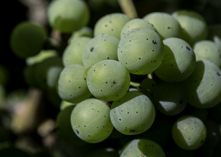 Imminent Wineの写真素材