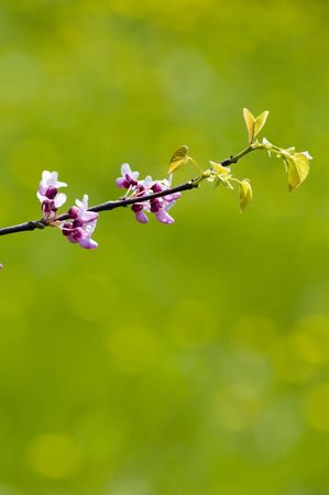  cherry blossom with space left for textの写真素材