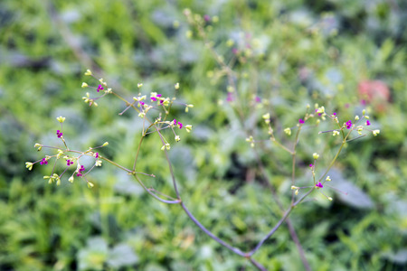 Grass bloom flower in the morningの写真素材