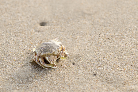 A crab that walks on the beach, the seafront, the morningの写真素材