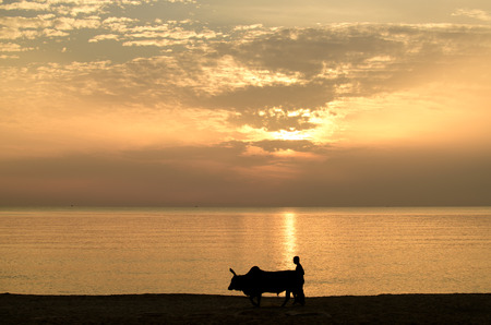 People who take the cow was strolling the seaside morningの写真素材