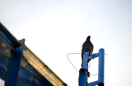 Pigeons are standing on a pillar, the blue sky as a backdrop in the morningの写真素材