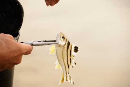 fisherman Fishing  at sea, and removing the hook out of the mouth of the fish