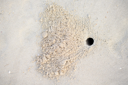 The hole was dug by crabs to nest in the sand by the seaの写真素材