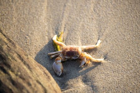 A crab that walks on the beach, the seafront, the morningの写真素材