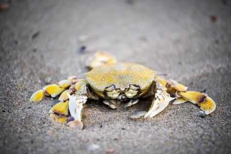A crab that walks on the beach, the seafront, the morning