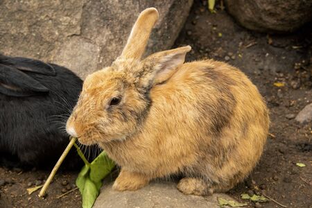 happy rabbit to enjoy food in nature bright morning