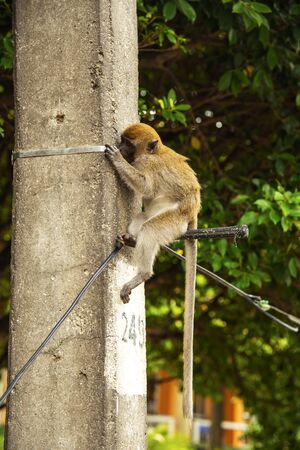 Monkeys waiting to receive food from the human have hope