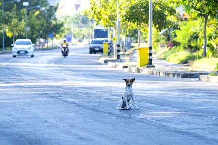 The dog sits on the road in the morning bright, ignoring the cars being sailing