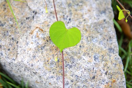 Ivy leaves and the heart of the leaves form a concept of space on the rocks in the morningの写真素材
