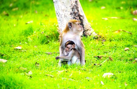 The monkeys live together as a family, warm and happy