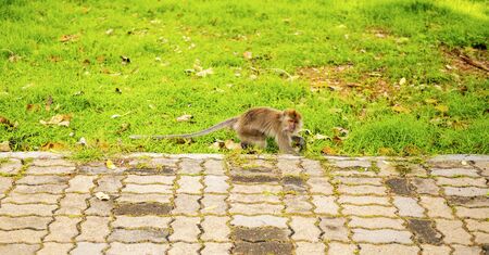 Monkey sitting peacefully on the lawn morningの写真素材