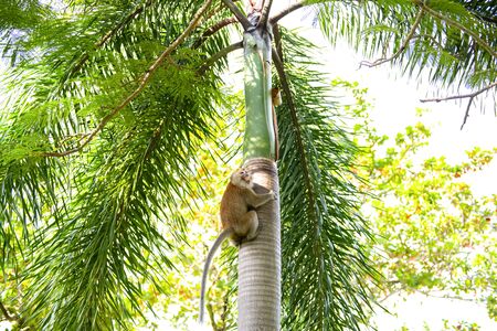 The monkeys are climbing the trees and there is a aggressive posture in the morningの写真素材