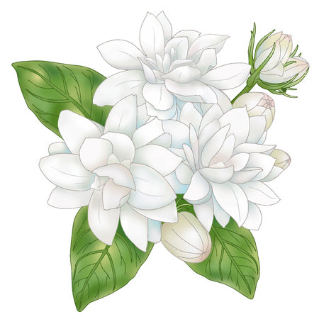 Jasmineのイラスト素材