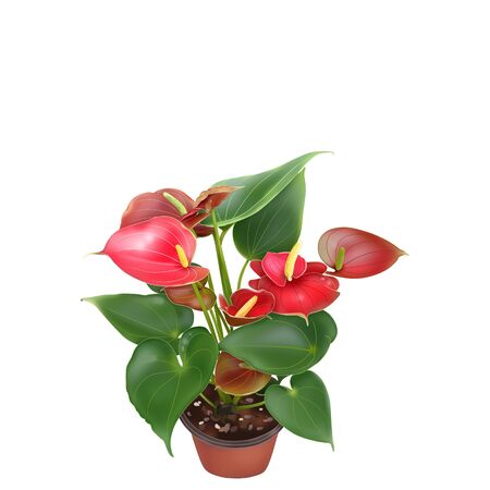 Flamingo Flower, Boy Flower, isolate on white with clipping pathの写真素材