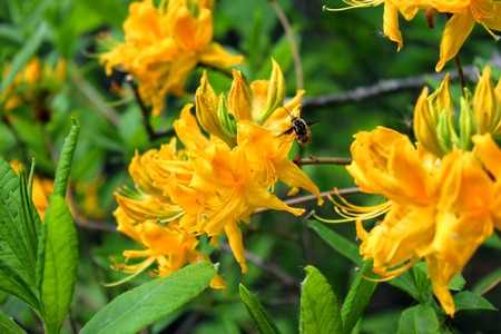 rhododendron yellow flower and a beeの写真素材