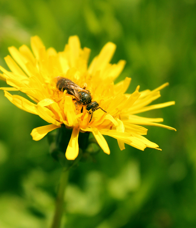 a bee collecting pollen on a yellow dandelionの写真素材