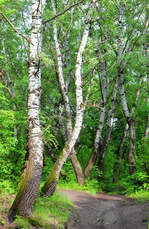 path in the green forest with white treesの写真素材