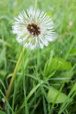 wet fluffy dandelion in green grass with drops of dewの写真素材