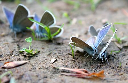 pair of blue butterflies on the ground with green grassの写真素材
