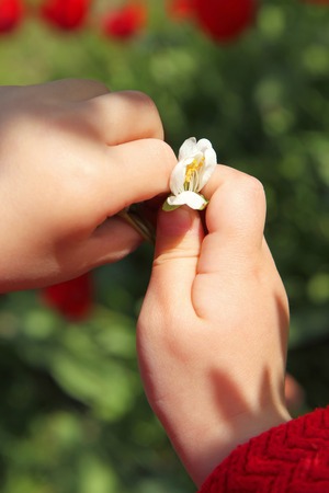 hands palm child holding a flowerの写真素材