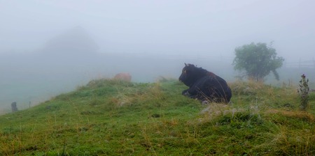 cow lying on green grass and looking at the house in the fogの写真素材
