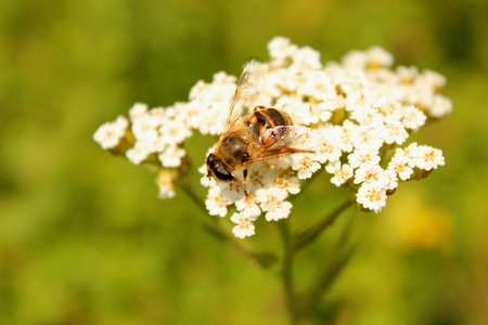 bee pollinates white flowers inflorescence small gapsの写真素材