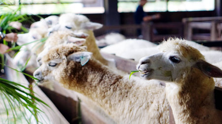 Feed for alpacas at the farm in holiday. Alpacas are kept in herds that graze on the level heights of the Andes of southern Peru, northern Bolivia, Ecuador, and northern Chile at an altitude.の写真素材