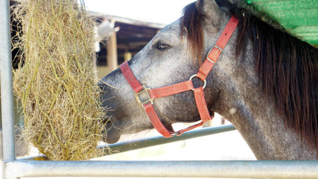 Feeding the horseの写真素材