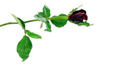 Red rose on white background, isolated.の写真素材