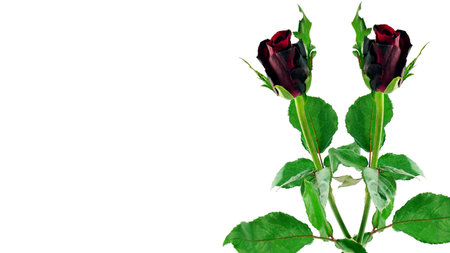 Red roses on white background, isolated.の写真素材