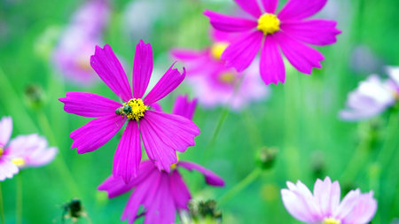 Cosmos flower field. The flowers are produced in a capitulum with a ring of broad ray florets and a...