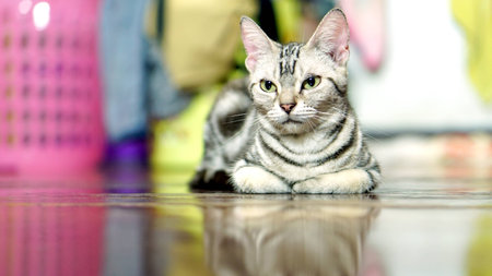 Funny American Short Hair Catの写真素材