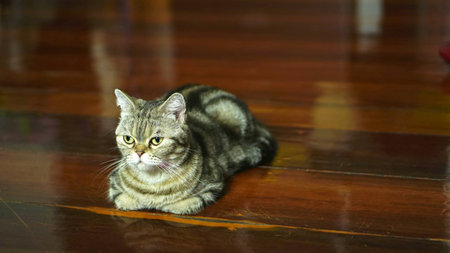 Funny American Short Hair Catの写真素材