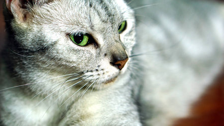 Funny American Short Hair Catの写真素材