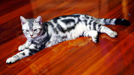 Funny American Short Hair Cat