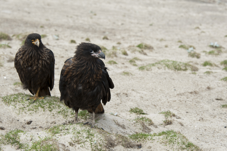 Striated Caracara  Phalcoboenus australis , a mated pair on Carcass Island in the Falklandsの写真素材