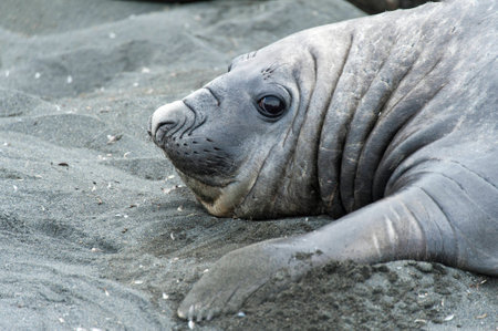 Elephant seal looking at photographer, South Georgia, Antarcticaの写真素材