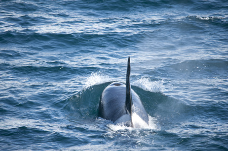 Male orca whale sailing along the coast of the Antarctic Islandsの写真素材