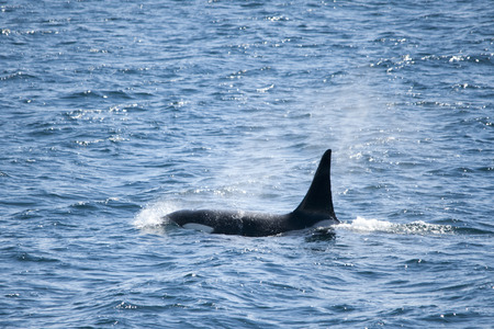Male orca whale sailing along the coast of the Antarctic Islands