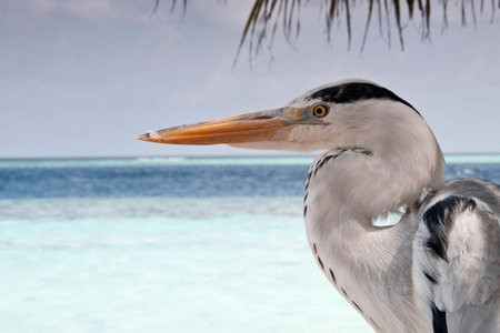 Heron Bird at the beach on the Maldives の写真素材