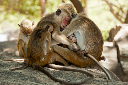 Monkey family Sri Lanka 