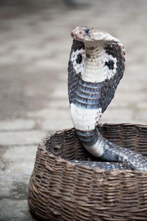 Cobra in Basket, Sri Lankaの写真素材