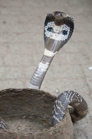 Cobra in Basket, Sri Lankaの写真素材
