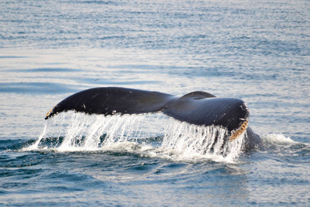 Tail view of Humpback whale in Massachusetts, Northern hemisphereの写真素材